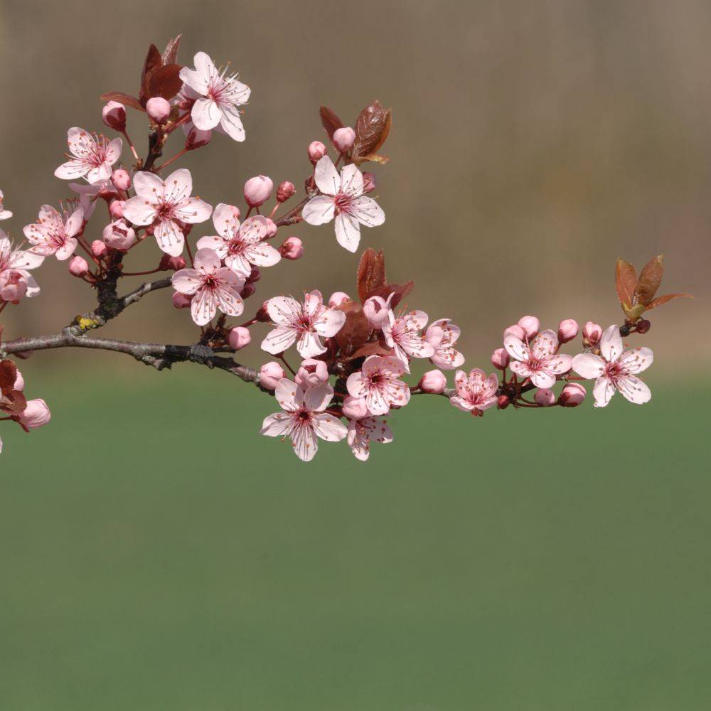 Prunus 'Pissardii' - Imagen 3