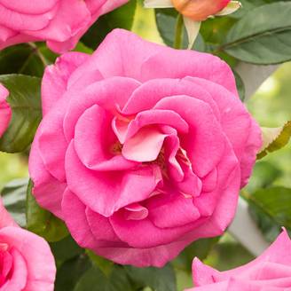 Rosier 'Parfum Royal'