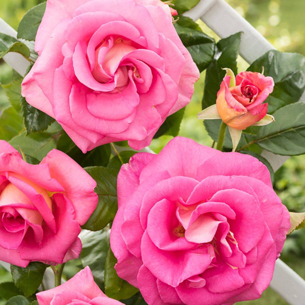 Rosier 'Parfum Royal' - Image 3