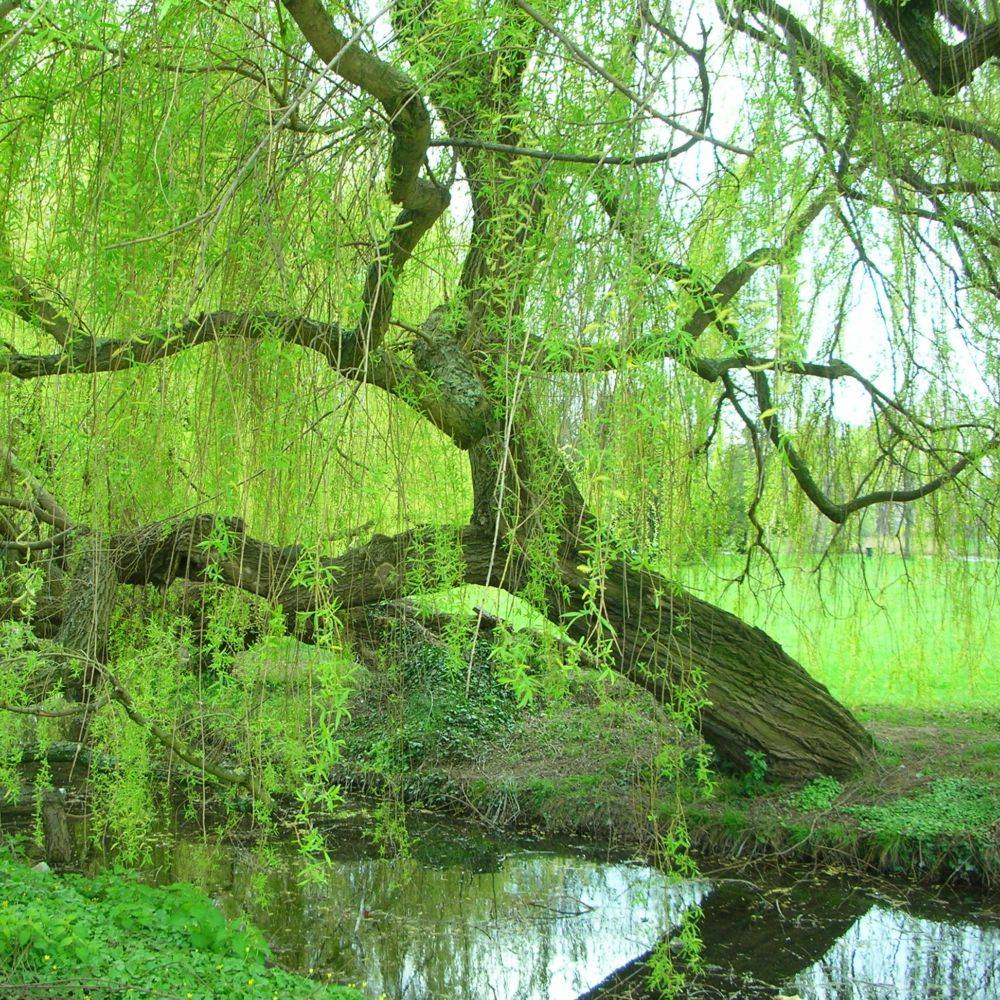 Saule pleureur - Image 2
