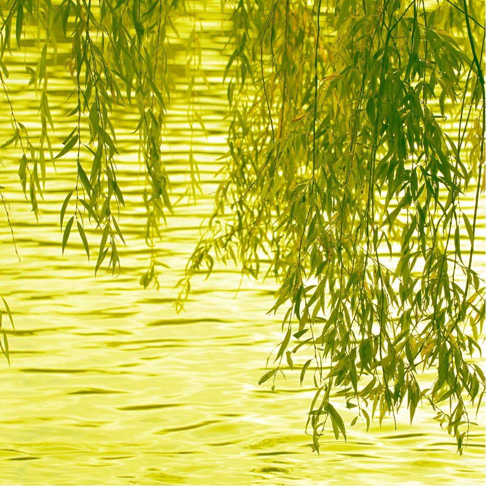 Saule pleureur - Image 6