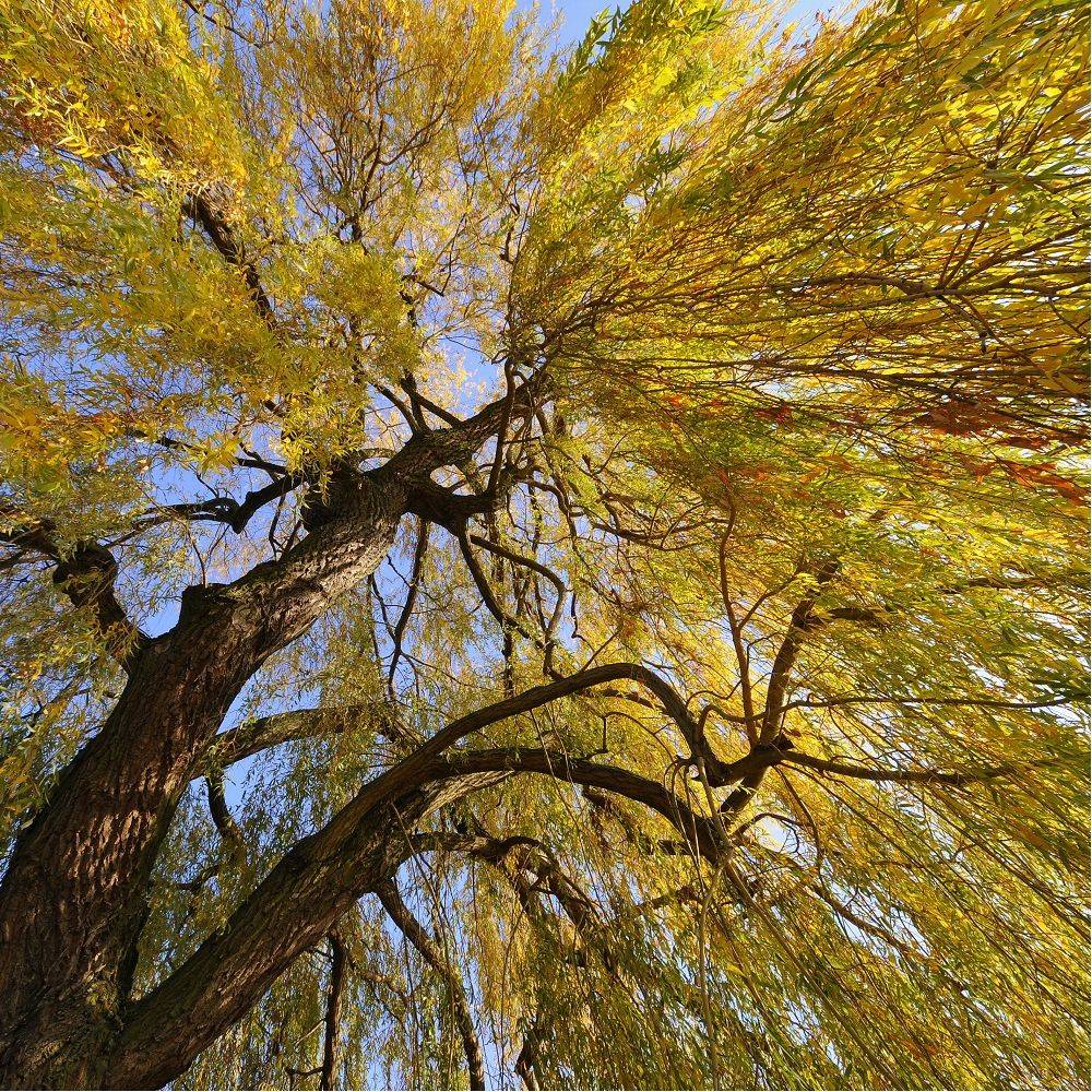 Saule pleureur - Image 1