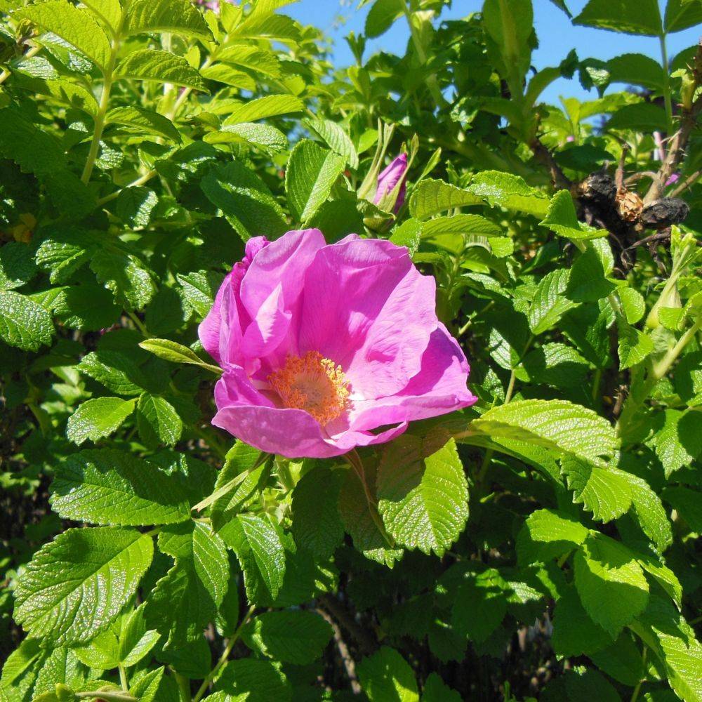 Rosier du japon 'Rubra' - Image 1