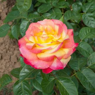 Rosier buisson 'Oriental PEACE®'