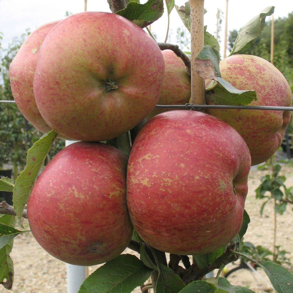 Pommier 'Melrose' : taille en demi-tige, en pot de 12 L - Image 4