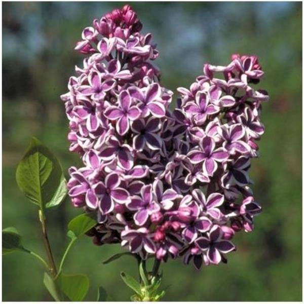 Lilas 'Sensation' - Image 1