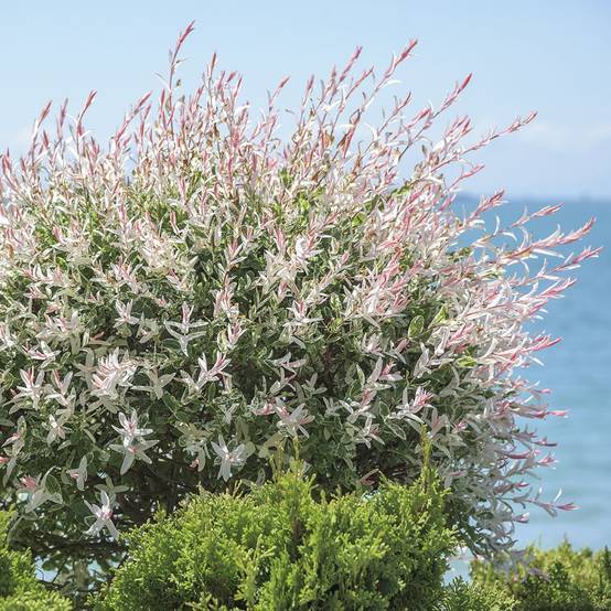 Saule crevette 'Hakuro nishiki' - Image 3