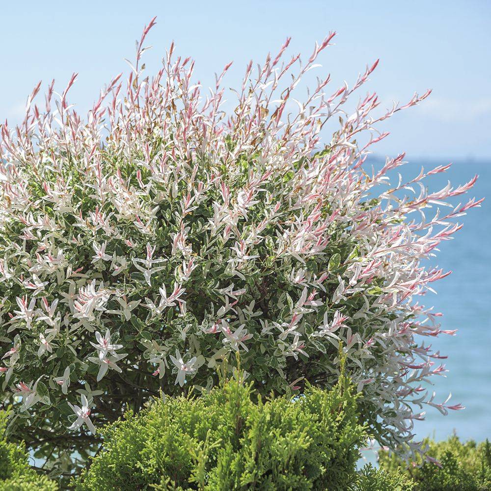 Saule crevette 'Hakuro nishiki' - Imagen 3