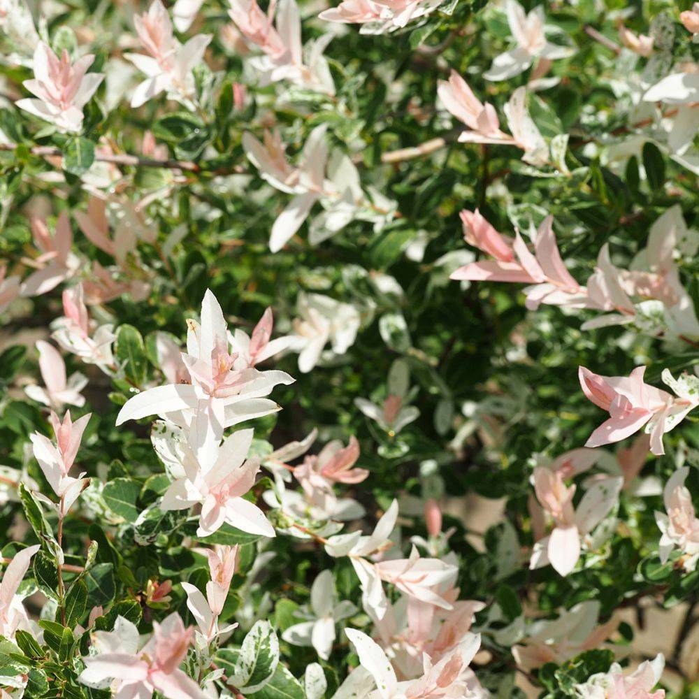 Saule crevette 'Hakuro nishiki' - Imagen 2