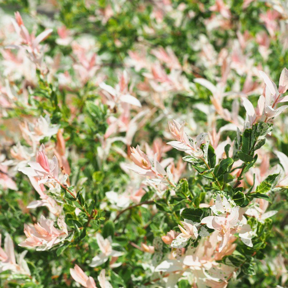 Saule crevette 'Hakuro nishiki' - Imagen 4