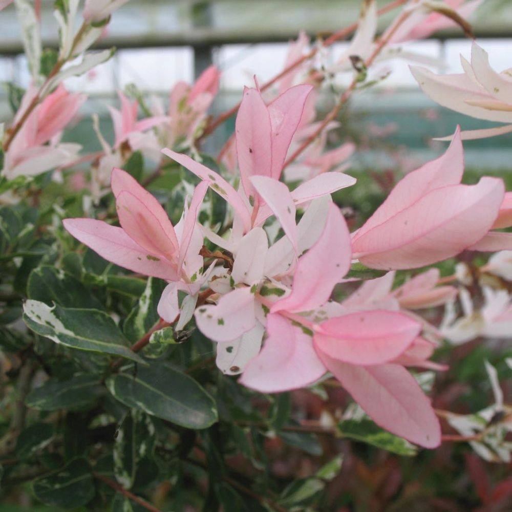 Saule crevette 'Hakuro nishiki' - Imagen 6