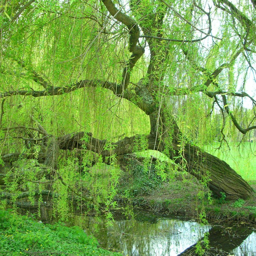 Saule pleureur