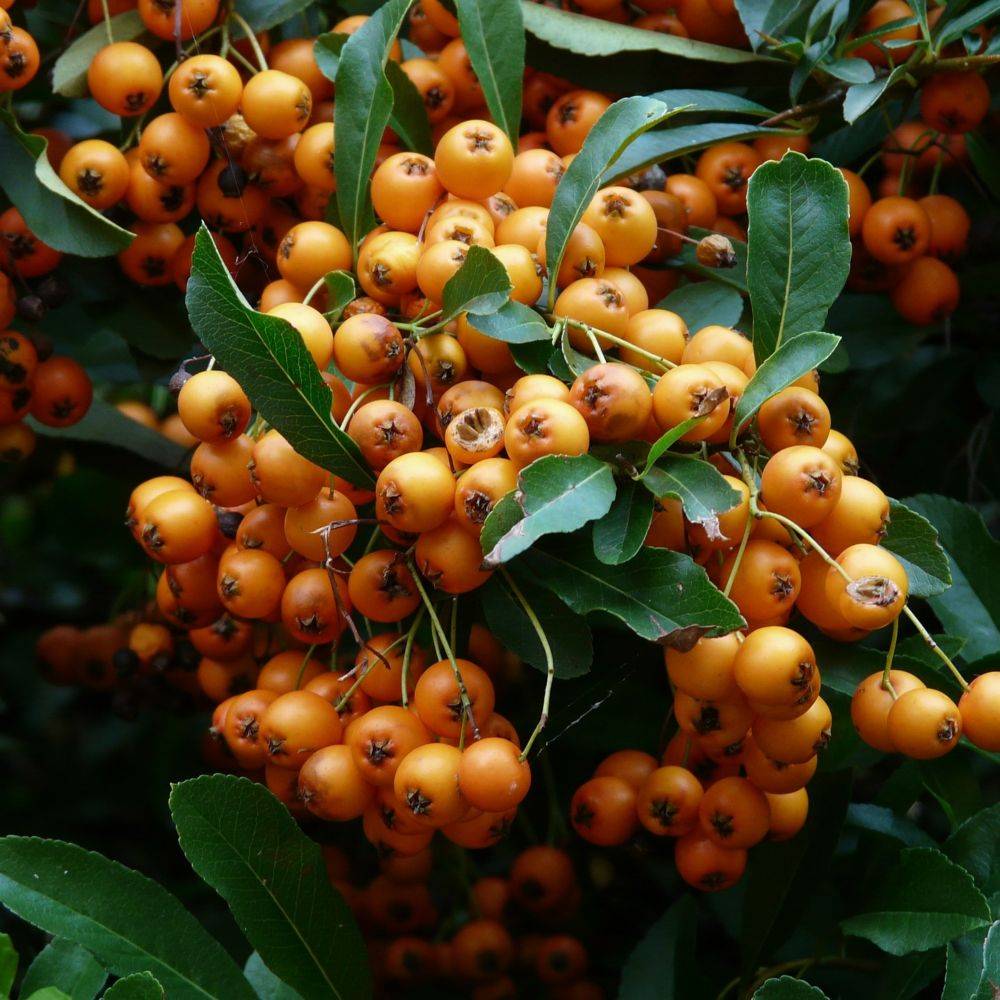 Pyracantha 'Saphyr Orange®' Cadange - Image 2