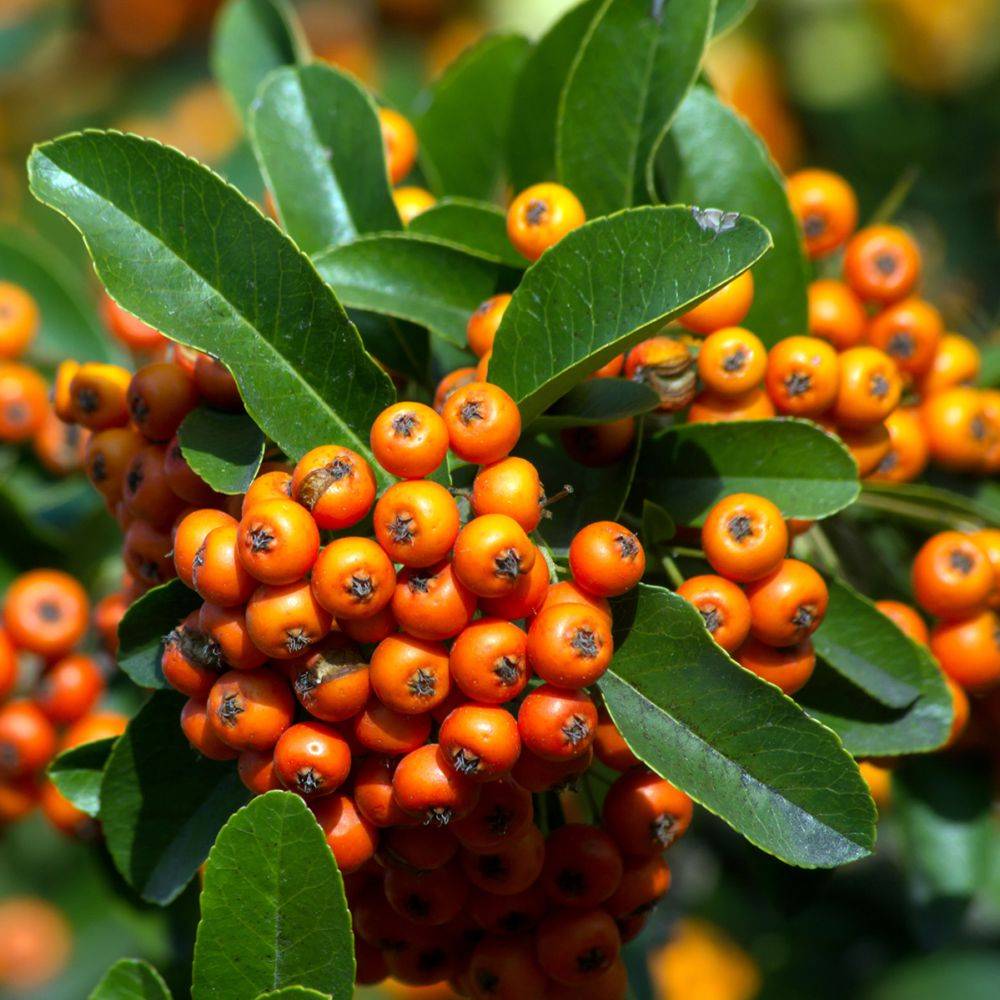 Pyracantha 'Saphyr Orange®' Cadange - Image 1