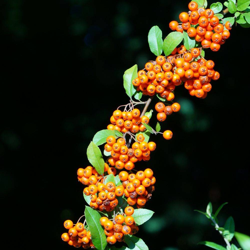 Pyracantha 'Saphyr Orange®' Cadange - Image 4