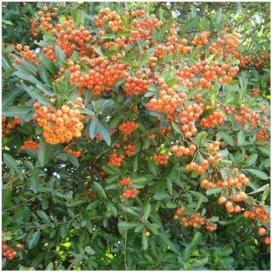 Pyracantha 'Saphyr Orange®' Cadange - Image 3