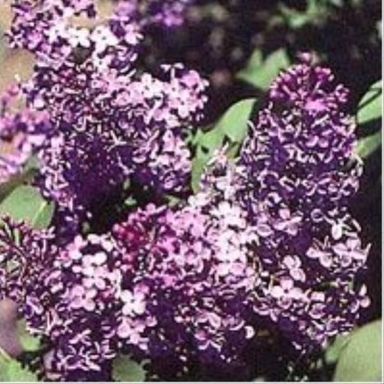 Lilas commun