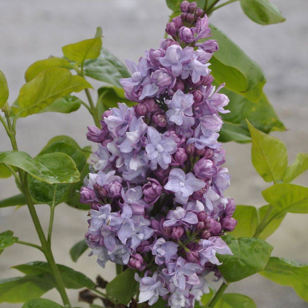 Lilas commun 'Michel Buchner'