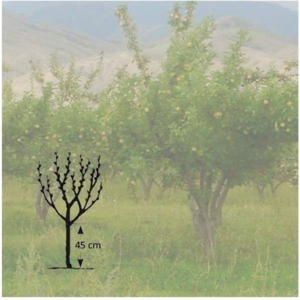 Pommier 'Pépin de Bourgueuil' : taille en gobelet