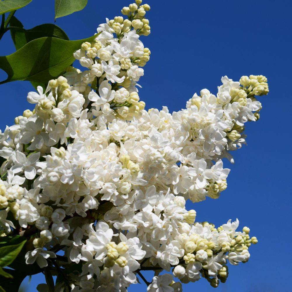 Lilas commun 'Mme Lemoine' - Image 1