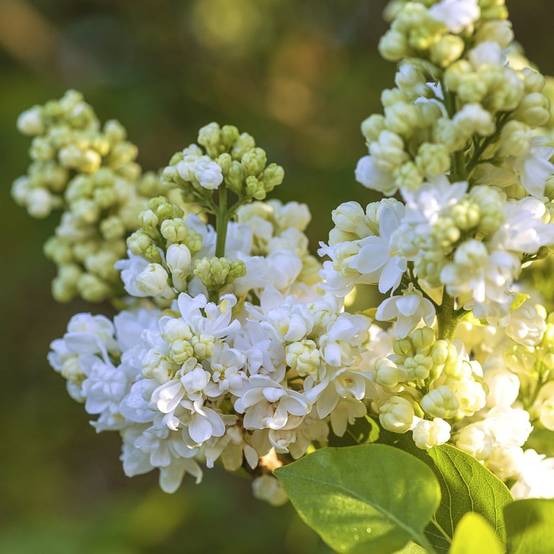 Lilas commun 'Mme Lemoine' - Image 2