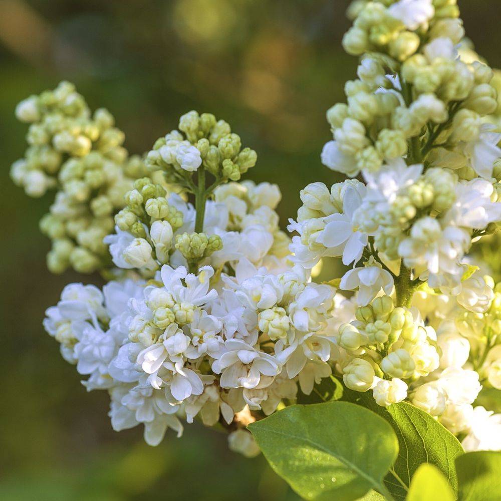 Lilas commun 'Mme Lemoine' - Image 2