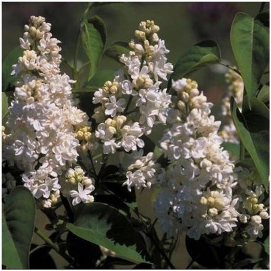Lilas commun 'Mme Lemoine' - Image 3
