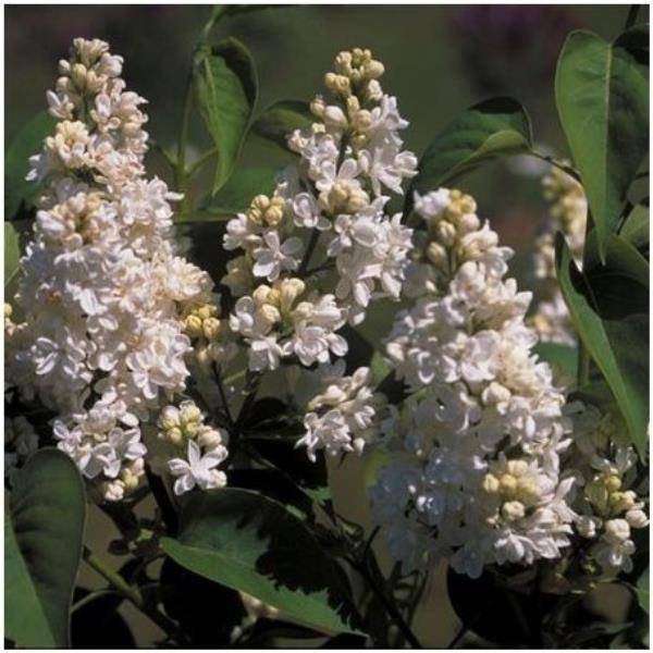 Lilas commun 'Mme Lemoine' - Image 3