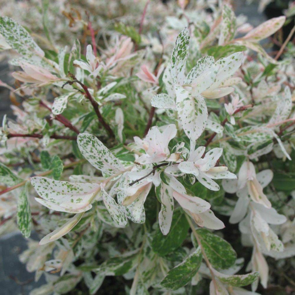 Saule crevette 'Hakuro-Nishiki' - Imagen 2
