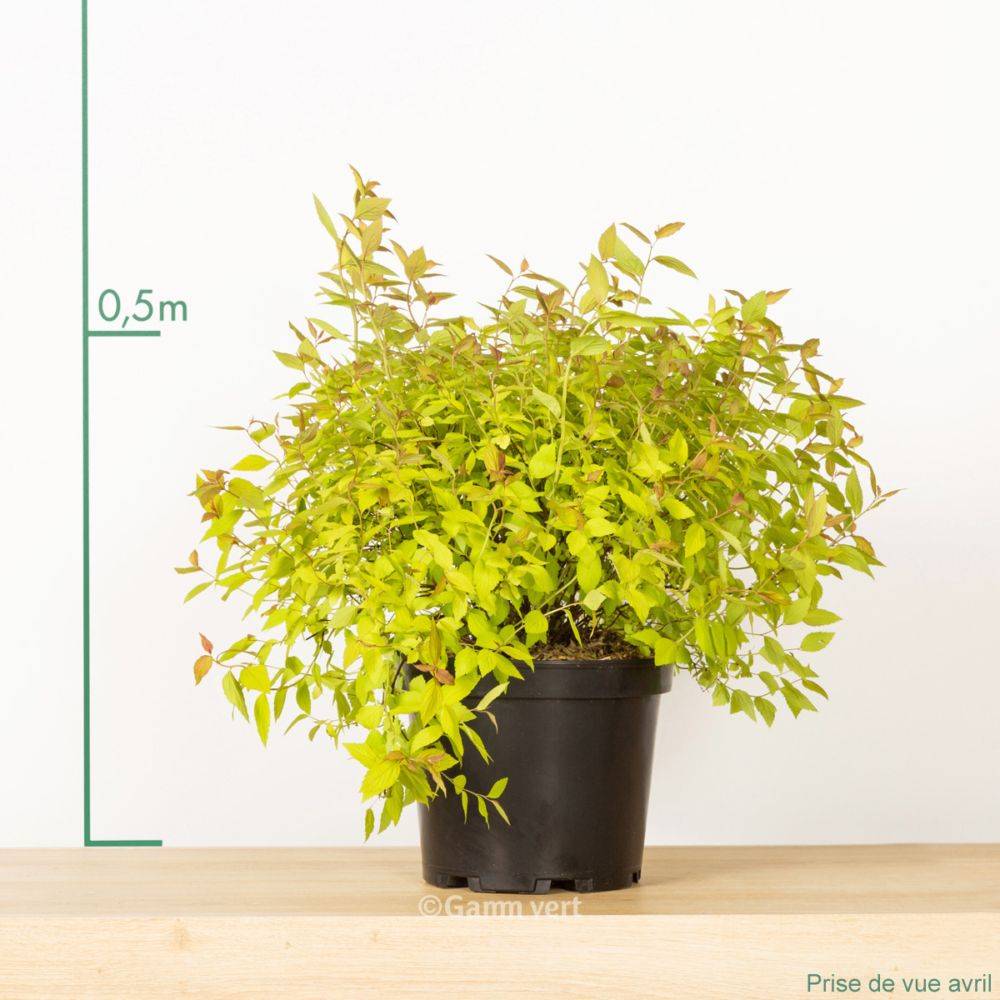 Spirée de bumalda 'Gold flame'