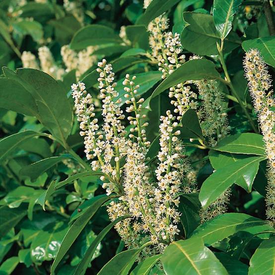 Laurier palme 'Rotundifolia' - Image 2