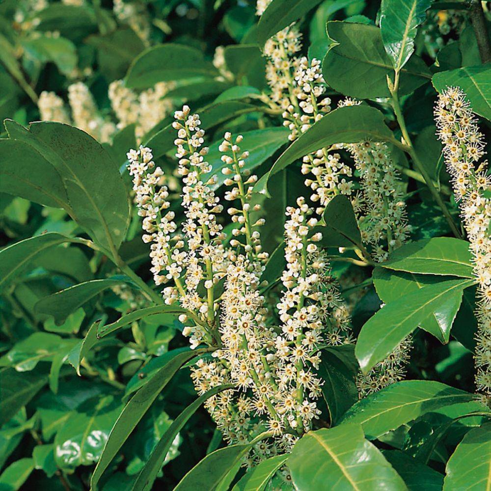 Laurier palme 'Rotundifolia' - Image 2