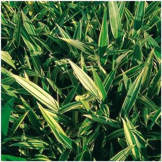 Bambou nain : Sasa masamuneana 'Albostriata'