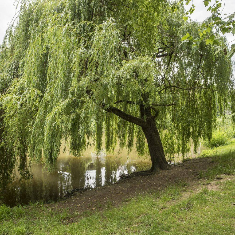 Saule pleureur