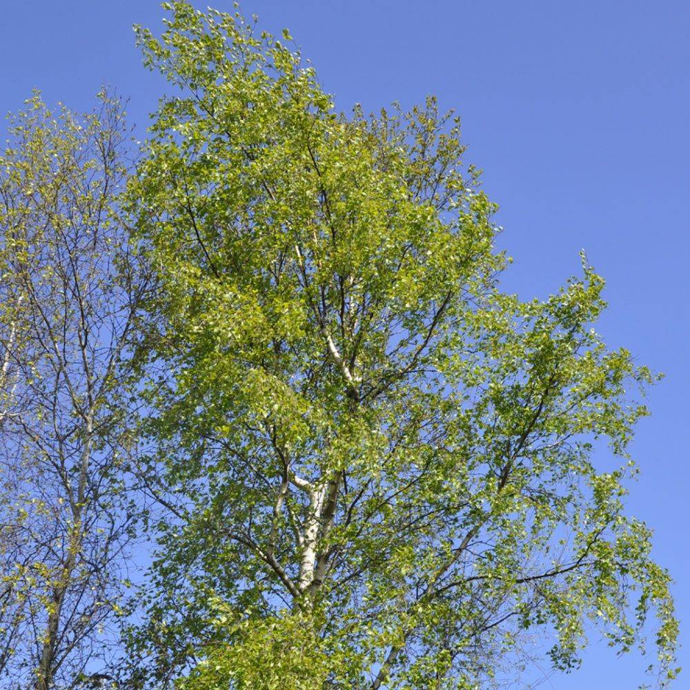 Bouleau blanc - Image 3