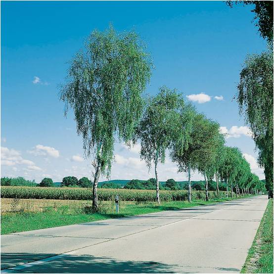 Bouleau blanc - Image 5