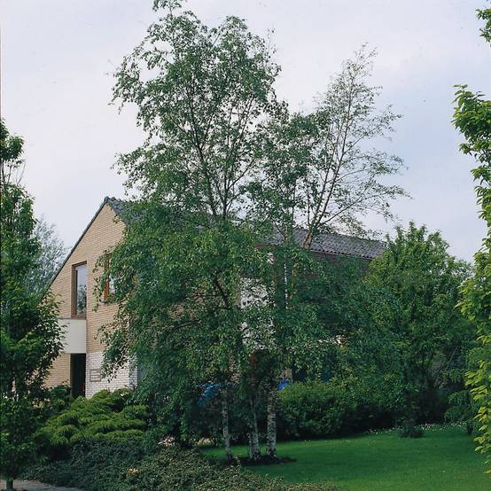 Bouleau blanc - Image 6