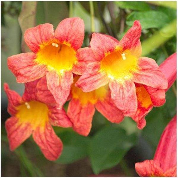 Bignone 'Tangerine Beauty'