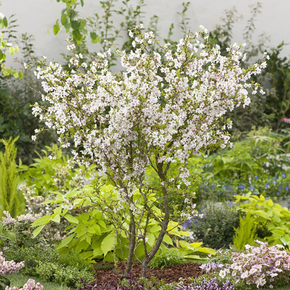 Cerisier à fleurs 'Kojo no Mai' - Cerisier du Japon nain - Image 2