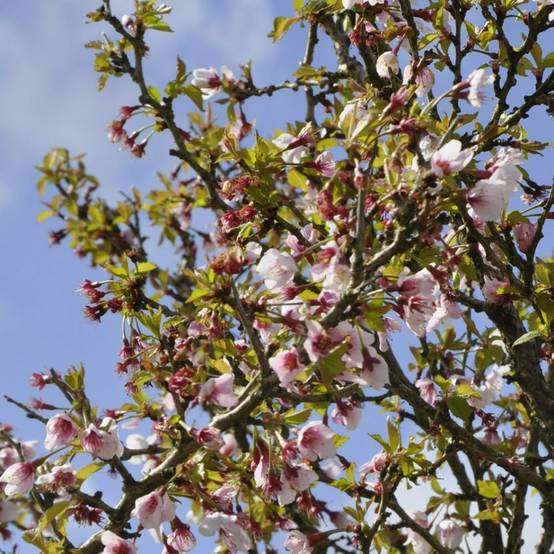 Cerisier à fleurs 'Kojo no Mai' - Cerisier du Japon nain - Image 4