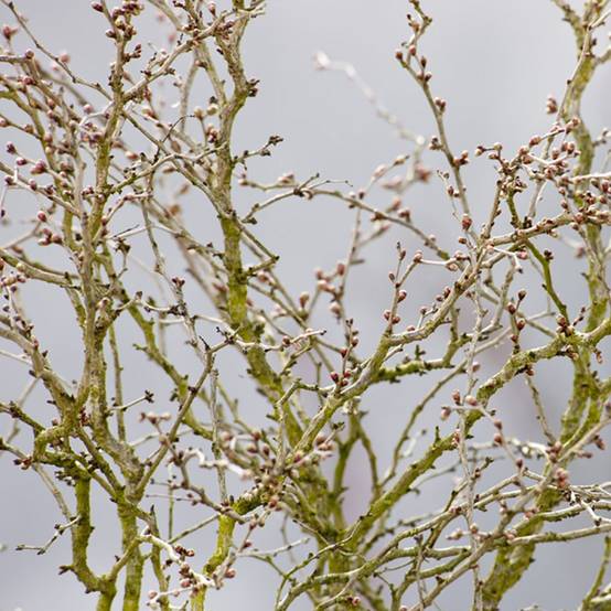 Cerisier à fleurs 'Kojo no Mai' - Cerisier du Japon nain - Image 5