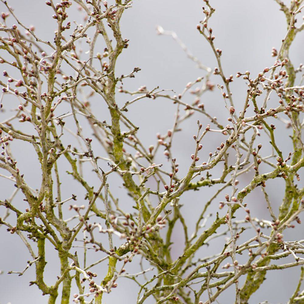 Cerisier à fleurs 'Kojo no Mai' - Cerisier du Japon nain - Image 5