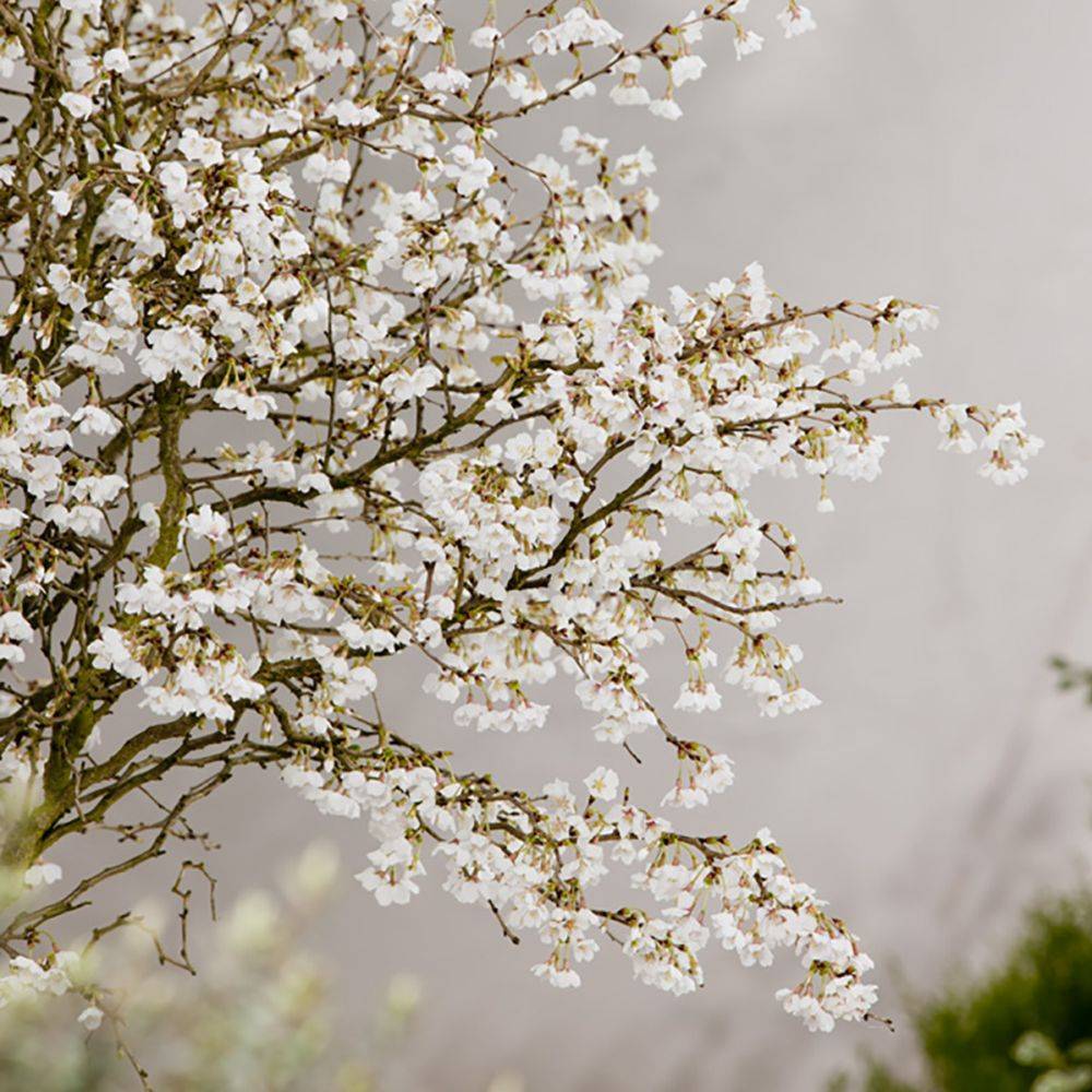 Cerisier à fleurs 'Kojo no Mai' - Cerisier du Japon nain