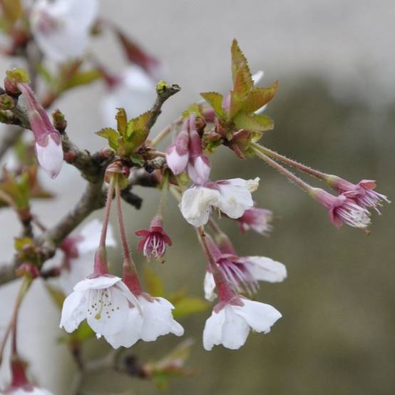 Cerisier à fleurs 'Kojo no Mai' - Cerisier du Japon nain - Image 3