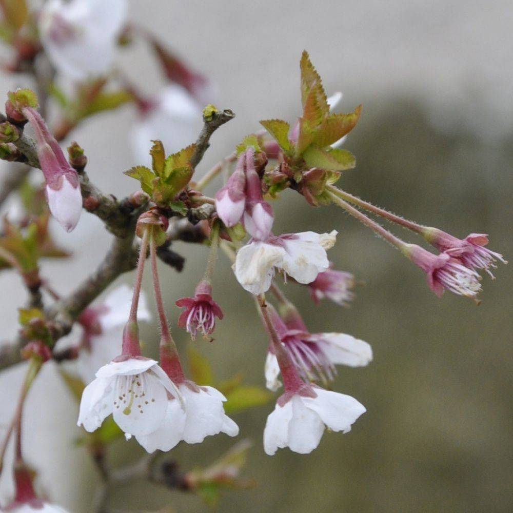 Cerisier à fleurs 'Kojo no Mai' - Cerisier du Japon nain - Image 3