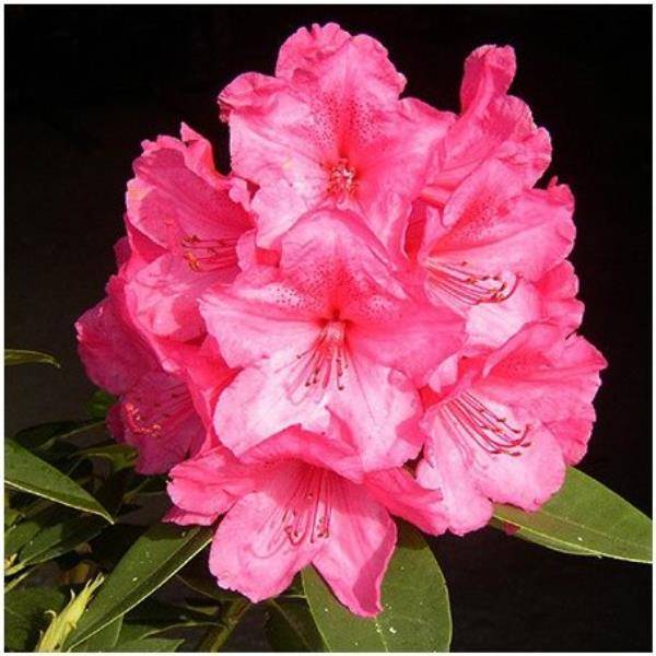 Rhododendron 'Anna Rose Whitney'
