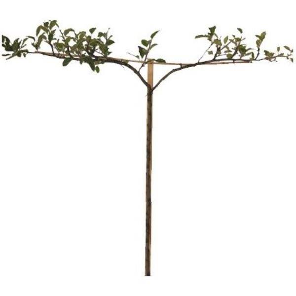 Pommier 'Reinette dorée de Vitry' : taille en cordon double 0,39 - Image 2