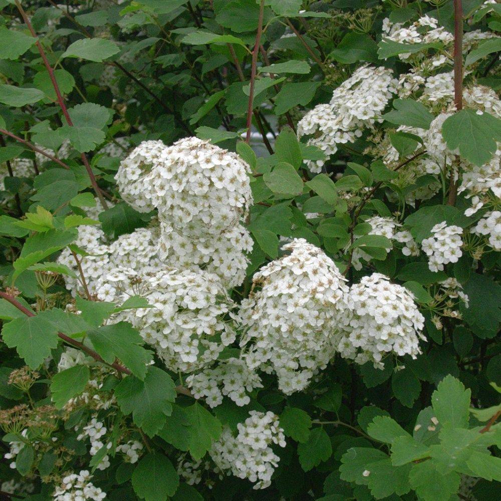 Spirée 'Van houttei' - Image 6