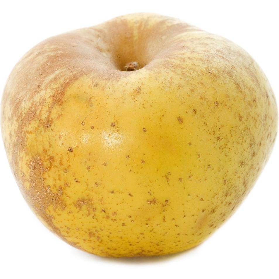 Pommier 'Reinette blanche du Canada' - Image 1