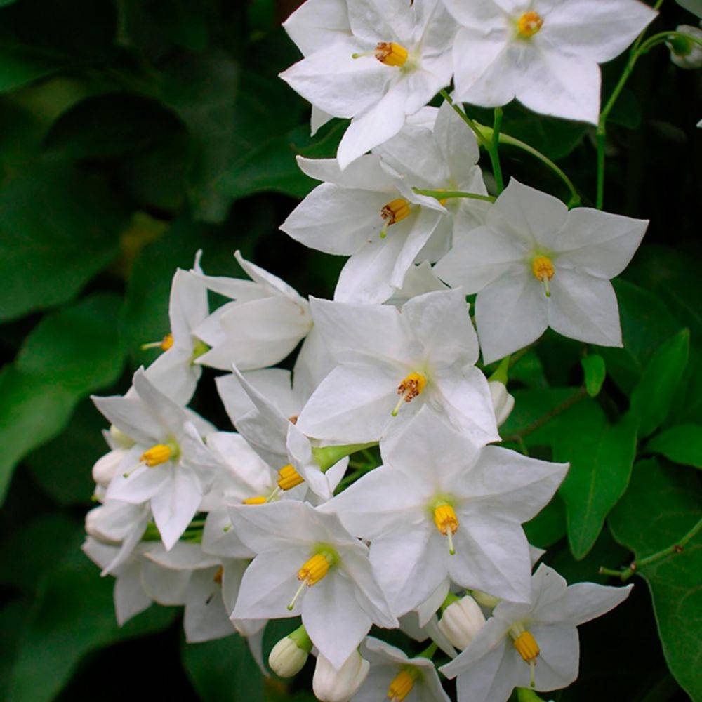 Solanum jasminoïdes 'Album'